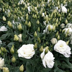 Lisianthus Arena 3 White