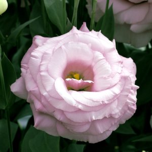 Lisianthus Arena 3 Clear Pink