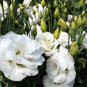 Lisianthus Arena 1 Pure White