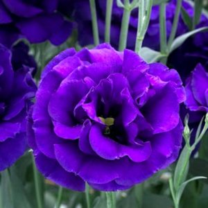 Lisianthus Arena 1 Purple