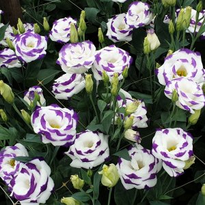 Lisianthus Arena 2 Purple Picotee