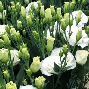 Lisianthus Arena 2 White