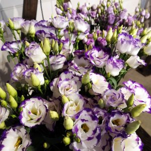 Lisianthus Arena 3 Blue Picotte