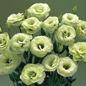 Lisianthus Arena 3 Green