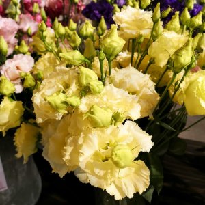 Lisianthus Corelli 3 Yellow