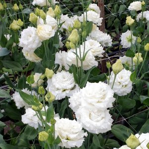 Lisianthus Corelli SU 2 White