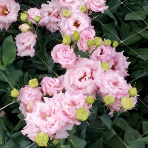 Lisianthus Corelli SU 3 Light Pink