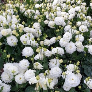 Lisianthus Corelli 1 White