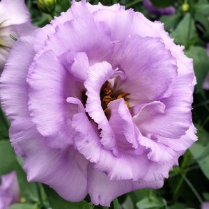 Lisianthus Corelli 2 Lavender