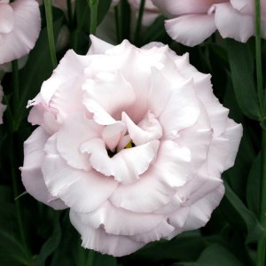 Lisianthus Corelli 2 Light Pink