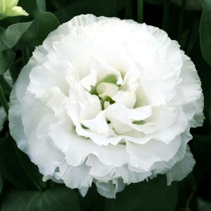 Lisianthus Corelli 2 White Improved