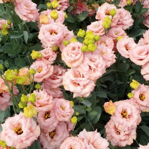 Lisianthus Corelli 3 Rose