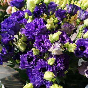 Lisianthus Corelli 3 Blue Improved