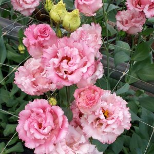 Lisianthus Corelli 3 Deep Pink