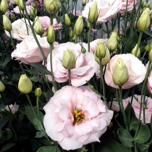 Lisianthus Corelli 3 Peach 002