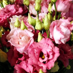 Lisianthus Corelli 3 Rose