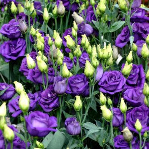 Lisianthus Croma 2 Purple