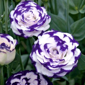 Lisianthus Croma 3 Blue Picotee Improved