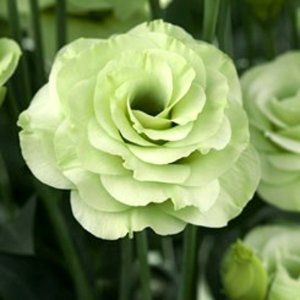 Lisianthus Croma 3 Green