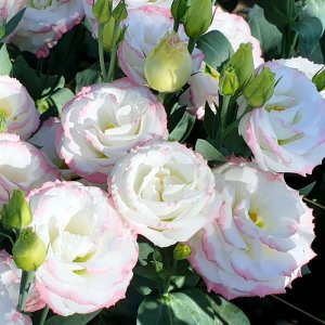 Lisianthus Croma 3 Pink Picotee Improved