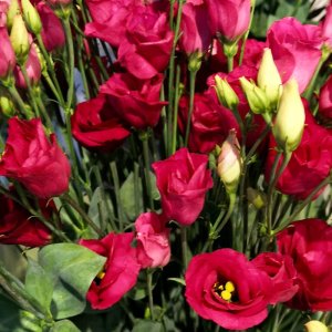 Lisianthus Croma 3 Red