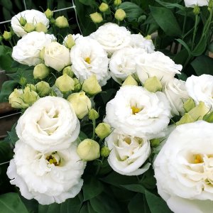 Lisianthus Croma 3 Silky White