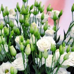 Lisianthus Croma 3 White