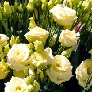 Lisianthus Croma 3 Yellow