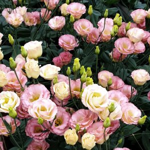 Lisianthus Croma 2 Champagne