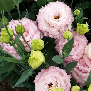 Lisianthus Alissa 2 Light Pink