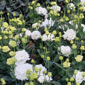 Lisianthus Alissa 2 Pure White