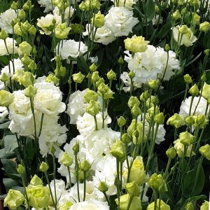 Lisianthus Alissa 2 White