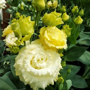 Lisianthus Alissa 2 Yellow III