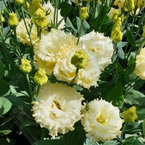 Lisianthus Alissa 2 Yellow