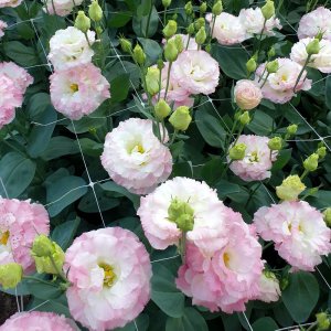 Lisianthus Alissa 3 Pink Flash