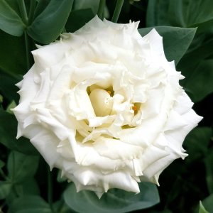 Lisianthus Alissa 3 White