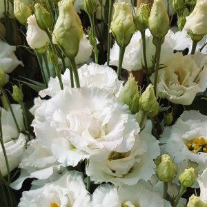 Lisianthus Alissa 1 Pure White