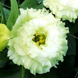 Lisianthus Alissa 2 Green Improved