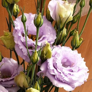 Lisianthus Alissa 2 Lavender