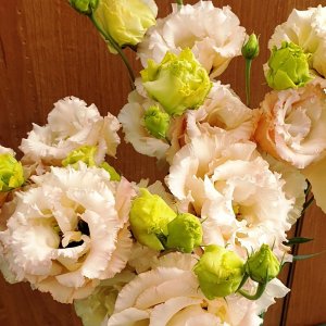 Lisianthus Alissa 2 Light Apricot III