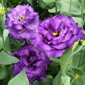 Lisianthus Alissa 1 Blue