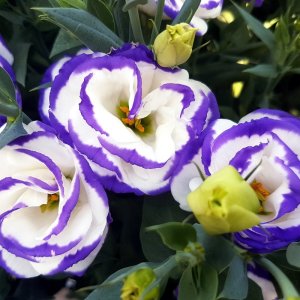 Lisianthus Aube 3 Blue Picotee