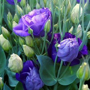 Lisianthus Aube 3 Blue