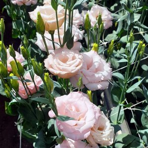 Lisianthus Aube 3 Light Pink