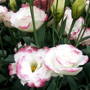 Lisianthus Aube 3 Pink Picotee