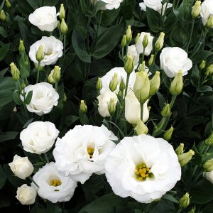 Lisianthus Aube 3 Pure White