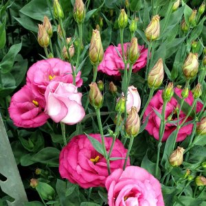 Lisianthus Aube 3 Red