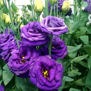 Lisianthus Rosita 3 Blue