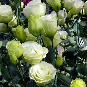 Lisianthus Rosita 3 Green