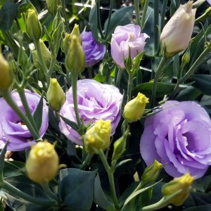 Lisianthus Rosita 3 Lavender II